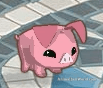animal-jam-pig-codes-4